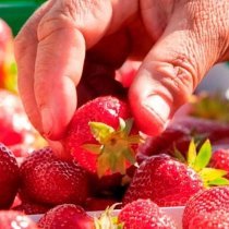 chomage fraises